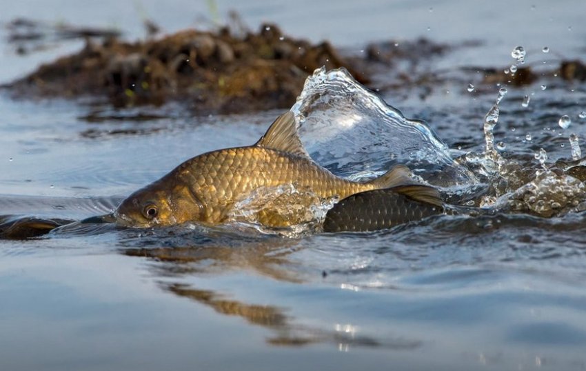 Нерест карася Нерест карася