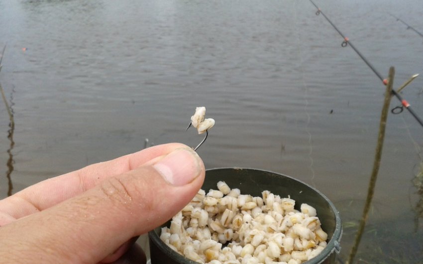 Прикормка на карася Прикормка на карася