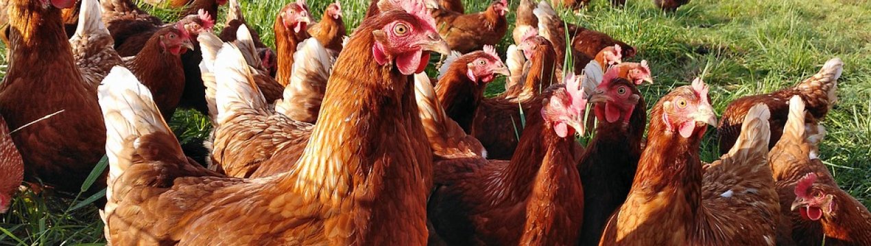 Іркутські вчені нагодують курчат опилками