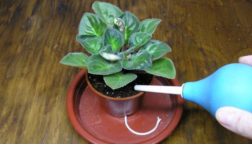 Крапельний полив фіалки