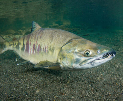 Кета: опис і характеристики риби