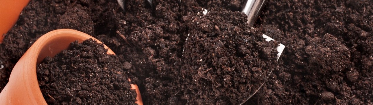 Як вибрати і обробити грунт для заміокулькаса