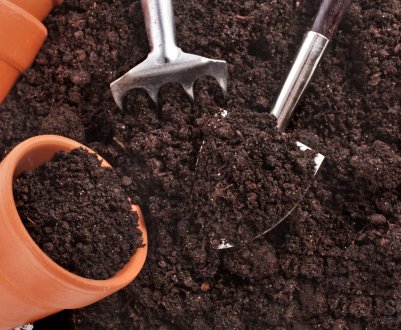 Як вибрати і обробити грунт для заміокулькаса