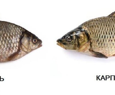 Чим відрізняється карась від коропа та інших риб