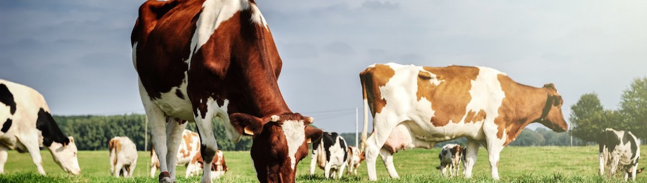 Український фермер виводить нову породу корів