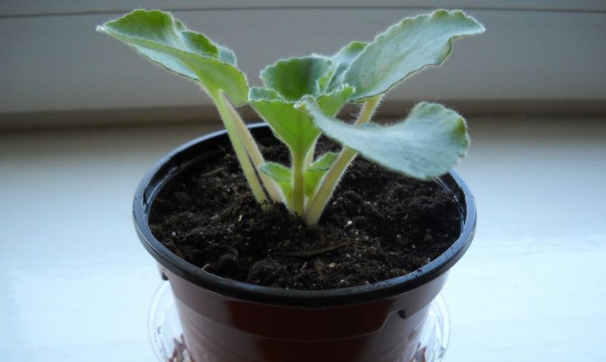 Пересадка фіалки