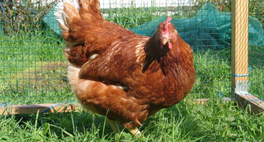 Кури редбро