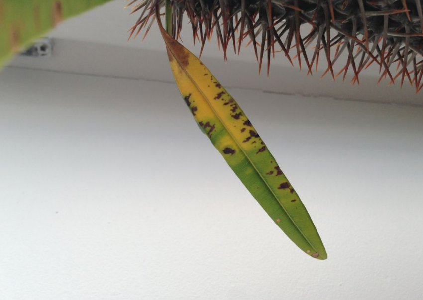 Павутинний кліщ