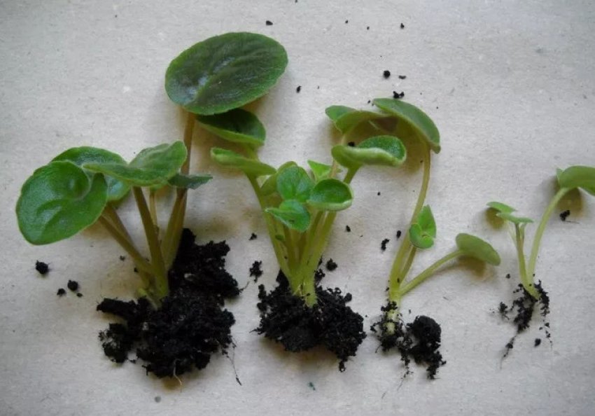 Розмноження фіалки