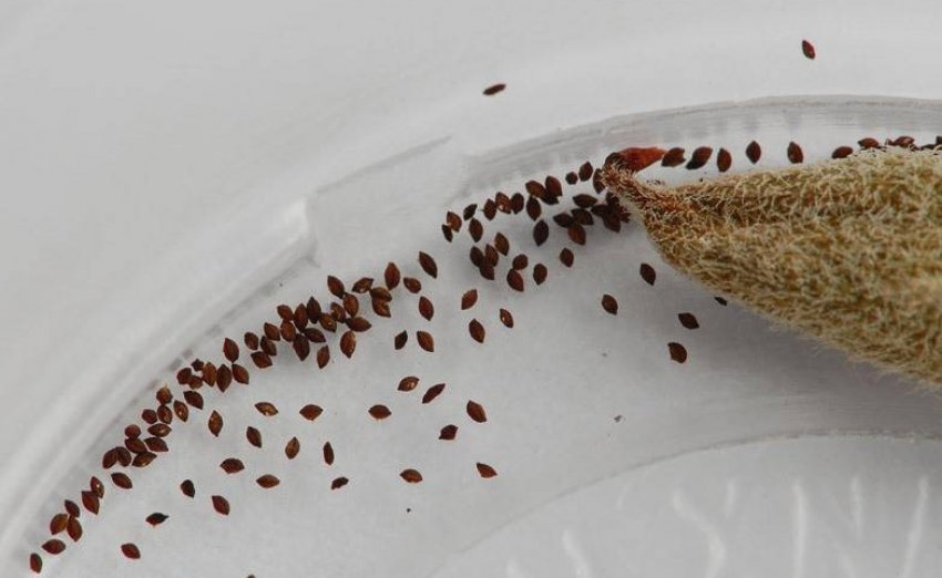 Насіння фіалки