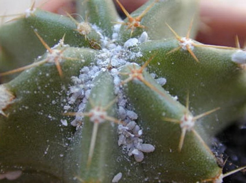 Борошнисті черв'яки