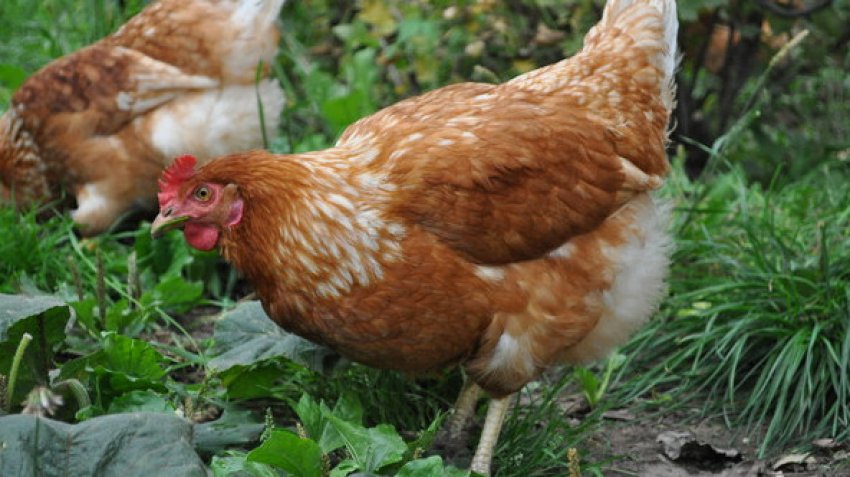 Кури редбро