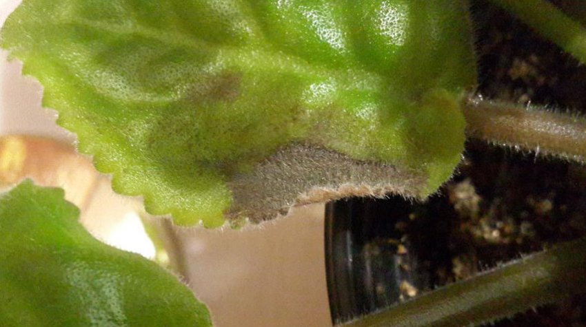 Фітофтороз на фіалку