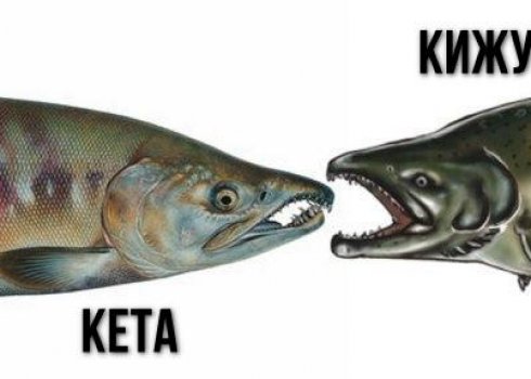 Как отличить кижуч от кеты, что вкуснее и лучше для засолки