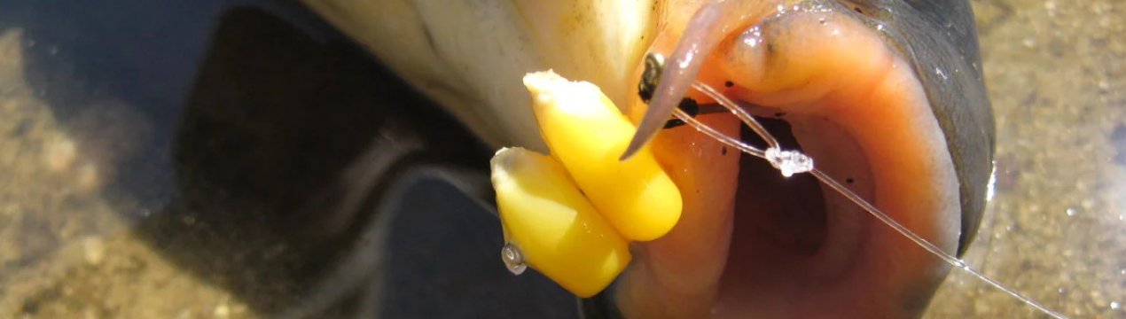 Особливості лову карася на кукурудзу