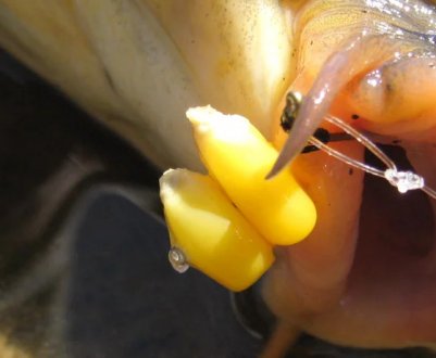 Особливості лову карася на кукурудзу