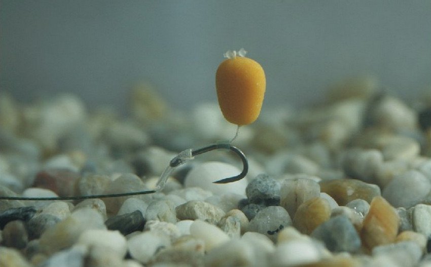 Ловля карася на кукурудзу