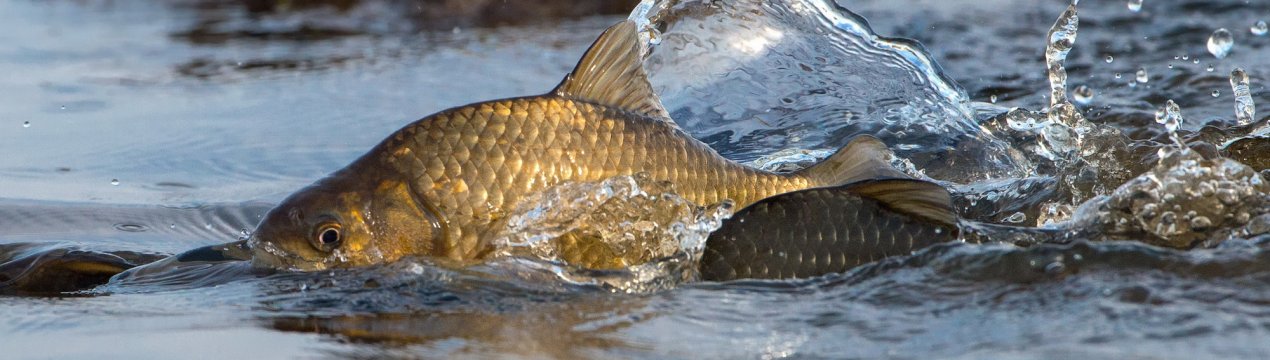 Як ловити карася у квітні
