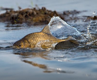 Як ловити карася у квітні