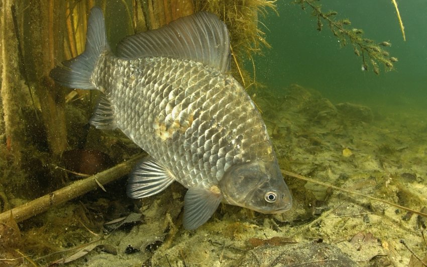 Карасі у ставку навесні Карасі у ставку навесні