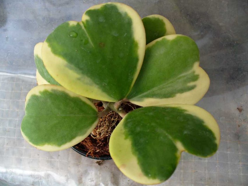 Hoya kerrii Albomarginata