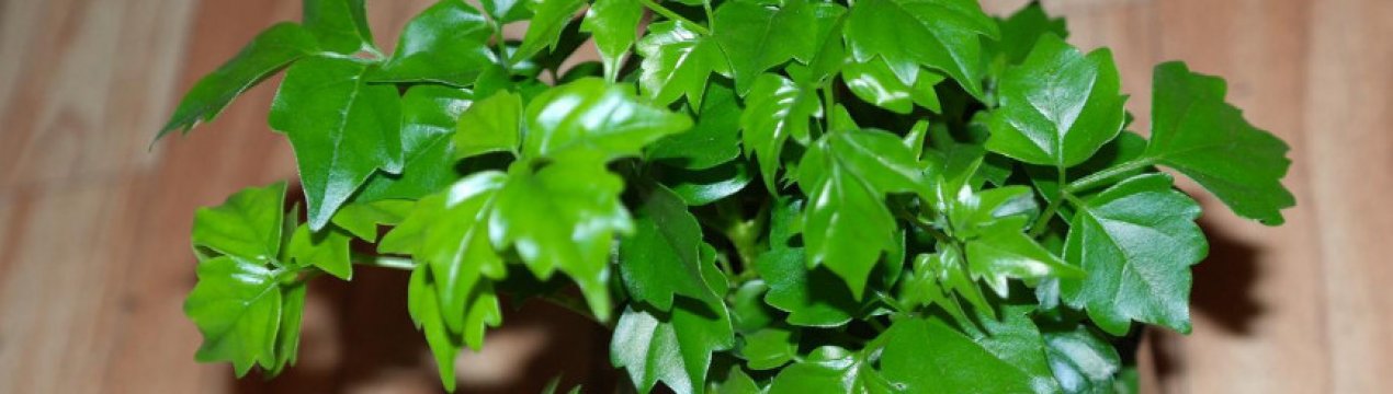 Як доглядати за радермахерой в домашніх умовах