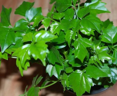 Як доглядати за радермахерой в домашніх умовах