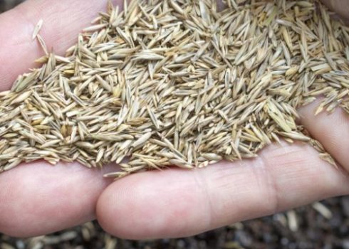 Які витрати на насіння газонної трави на 1 м²