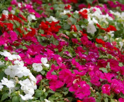 Бальзамін уоллера: опис, вирощування і догляд в домашніх умовах