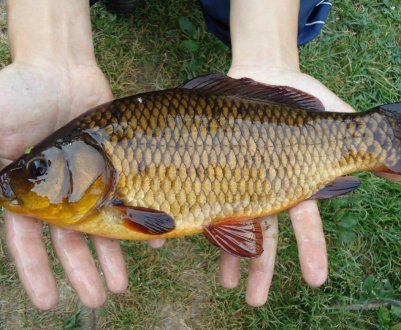 Опис і характеристики золотого карася, його відмінності від срібного