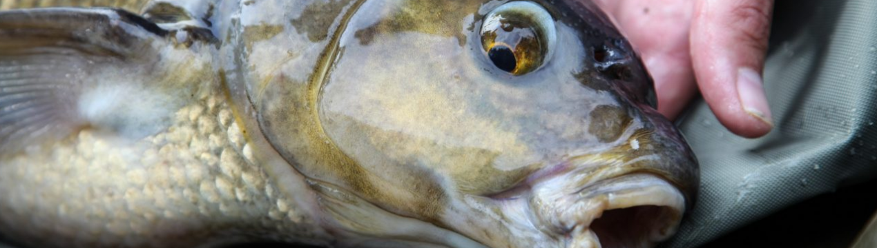 Особливості лову ляща на течії