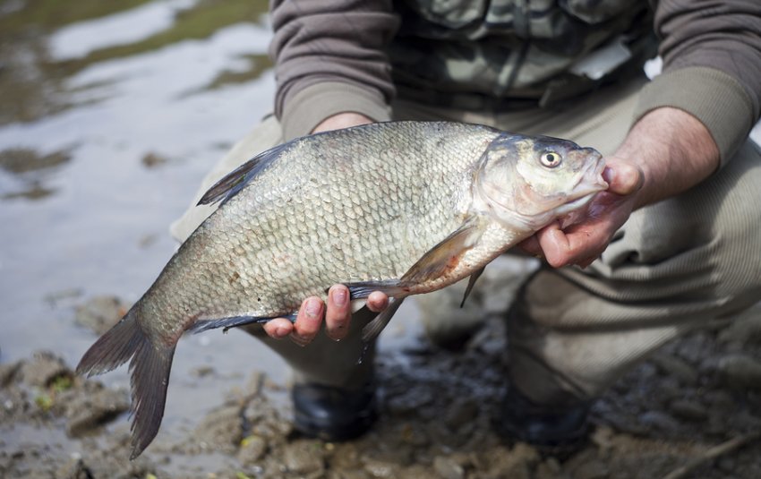 Ловля ляща Ловля ляща