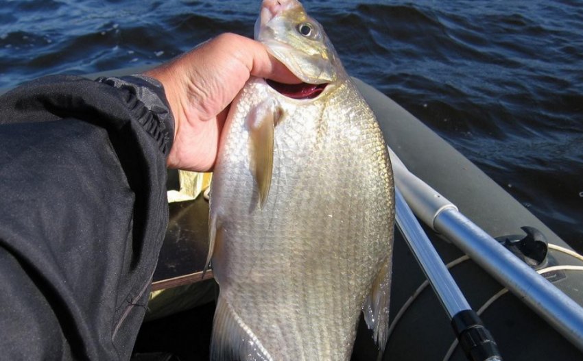 Ловля ляща Ловля ляща