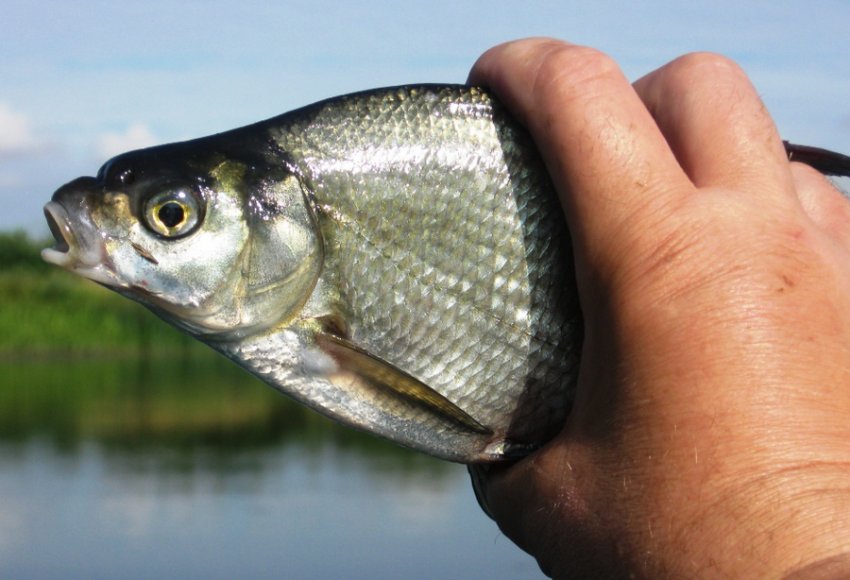 Ловля ляща Ловля ляща