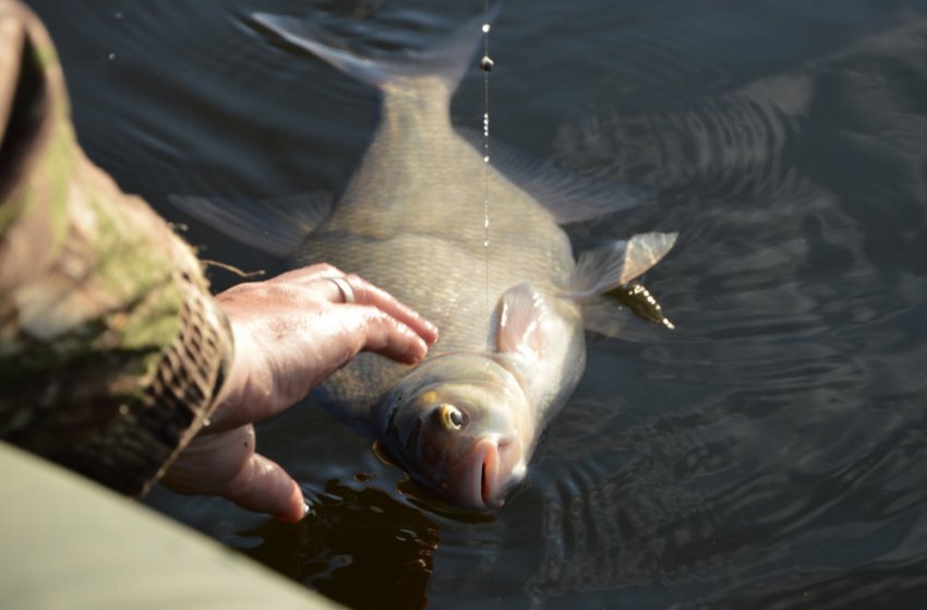 Ловля ляща Ловля ляща