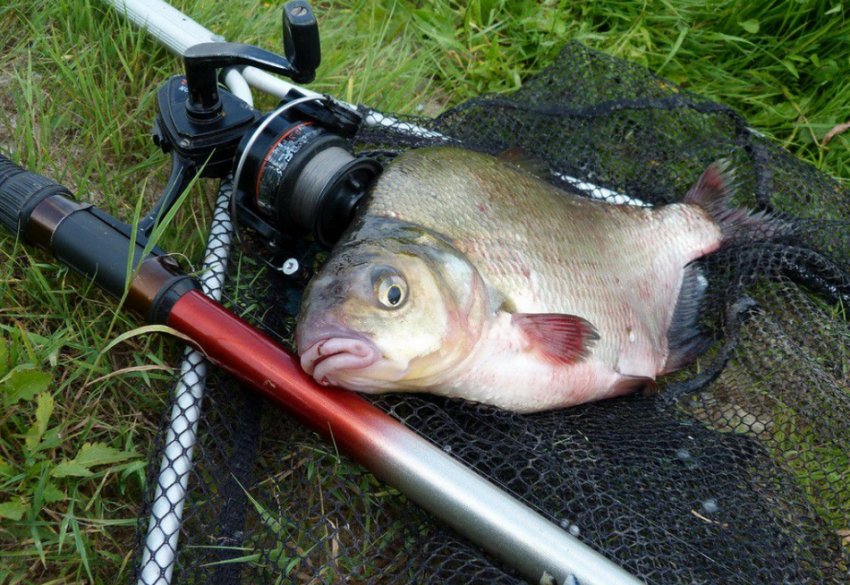 Ловля ляща Ловля ляща