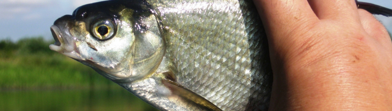 Особливості лову ляща восени