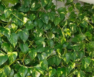 Сциндапсус золотистий: догляд в домашніх умовах