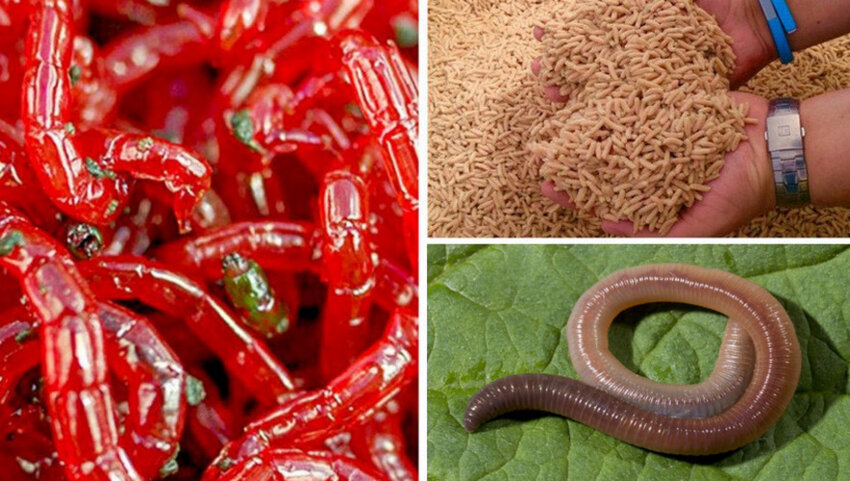 Наживка для карася Наживка для карася