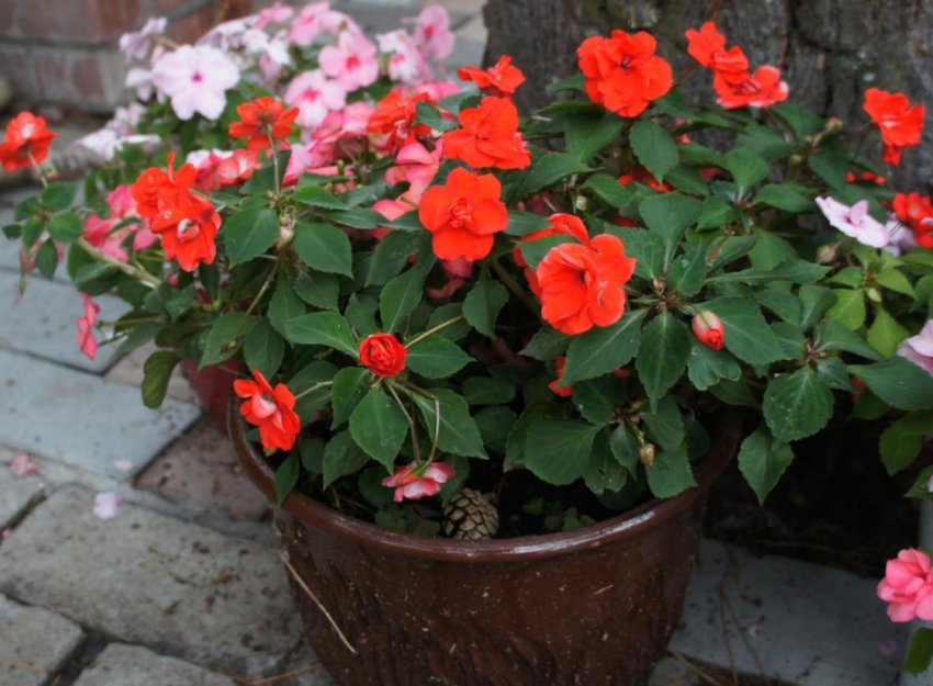 Бальзамін уоллера Бальзамін уоллера