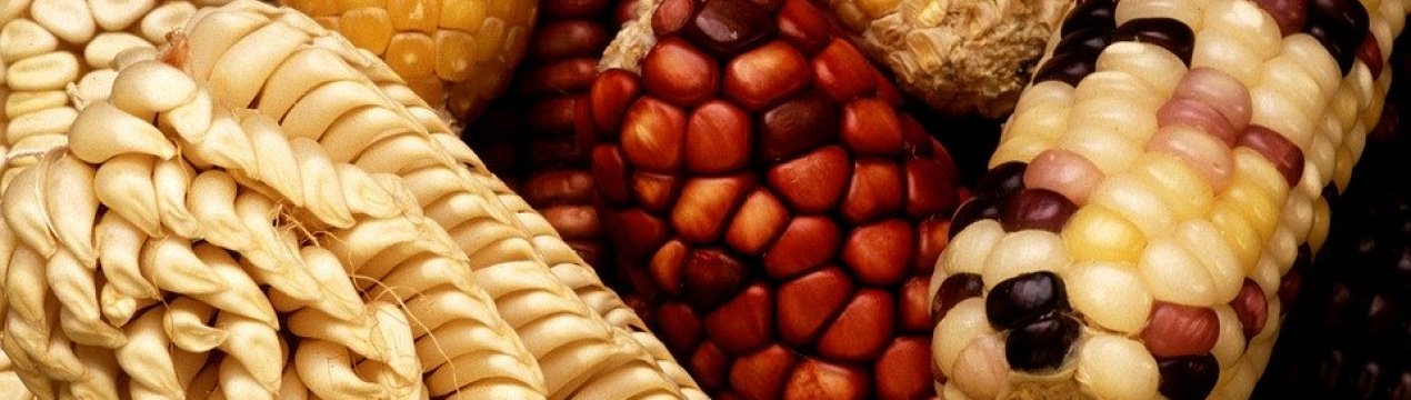 ГМО наступає: 92 відсотки вирощуваної у США кукурузи — генетично модифіковані рослини