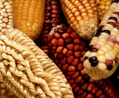 ГМО наступає: 92 відсотки вирощуваної у США кукурузи — генетично модифіковані рослини