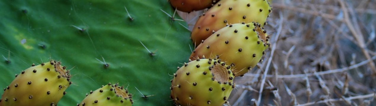 Органічні їстівні кактуси ростуть на італійській фермі