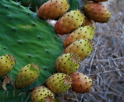 Органічні їстівні кактуси ростуть на італійській фермі