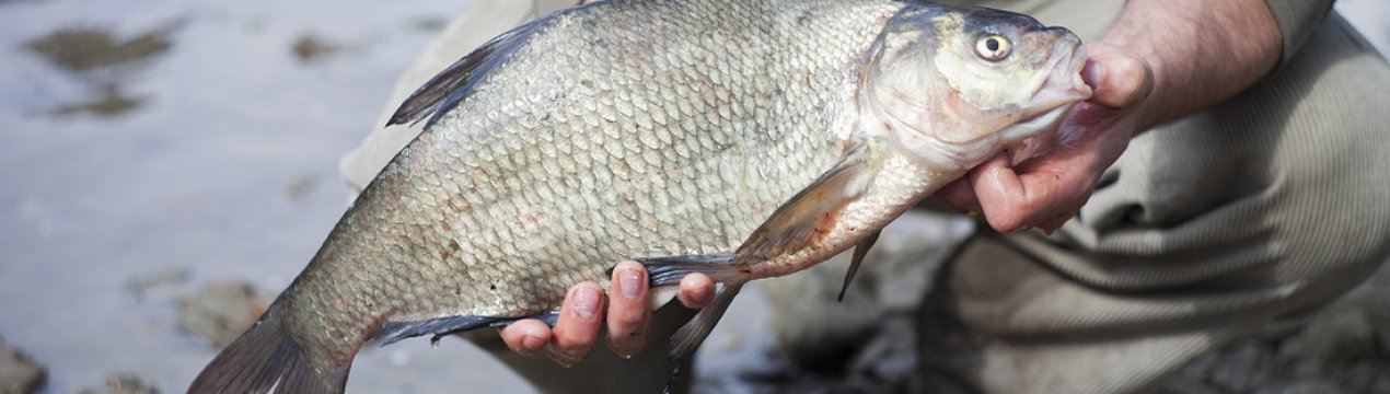 Як ловити ляща на поплавкову вудку