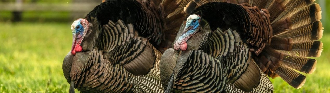 Індійки легко впадають у депресію і схильні до самогубства