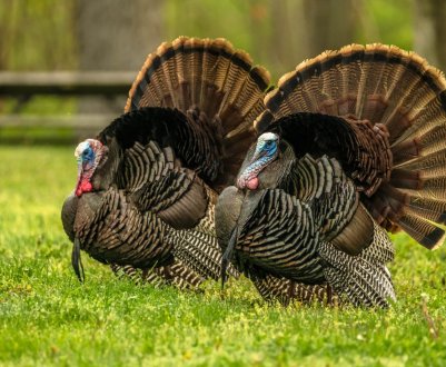 Індійки легко впадають у депресію і схильні до самогубства
