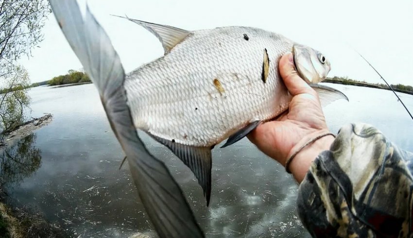 Ловля ляща Ловля ляща