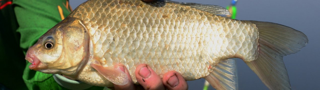 Як зробити "вбивцю карасів" своїми руками, правила монтажу та застосування снасті