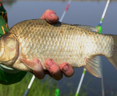 Як зробити "вбивцю карасів" своїми руками, правила монтажу та застосування снасті